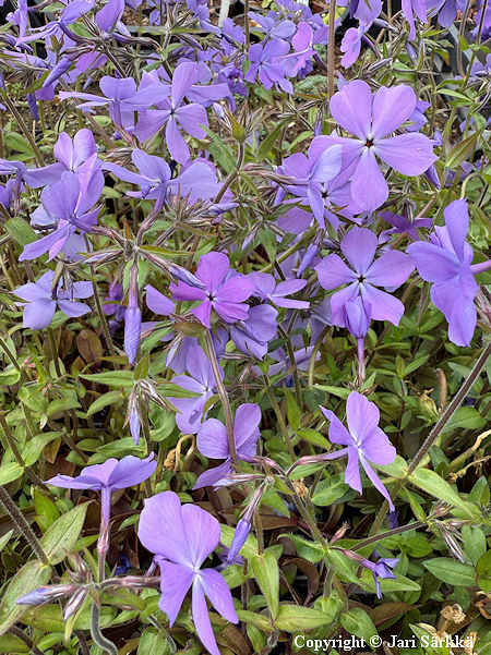 Phlox divaricata 'Blue Moon', sinileimu